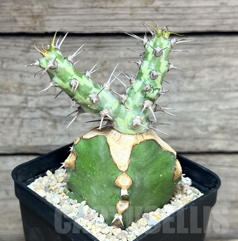 SHPR24618 Euphorbia horwoodii, grafted – Bild 2