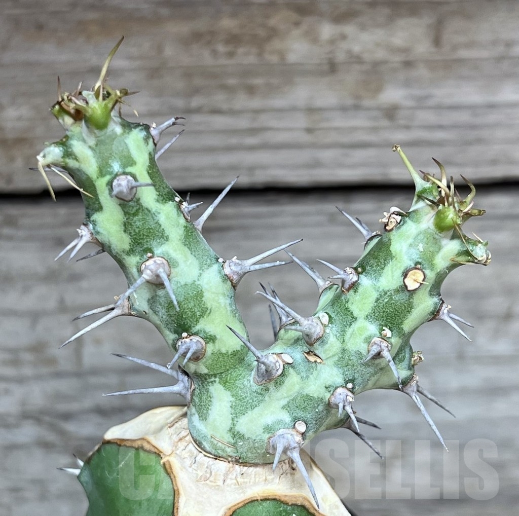 SHPR24620 Euphorbia horwoodii, grafted