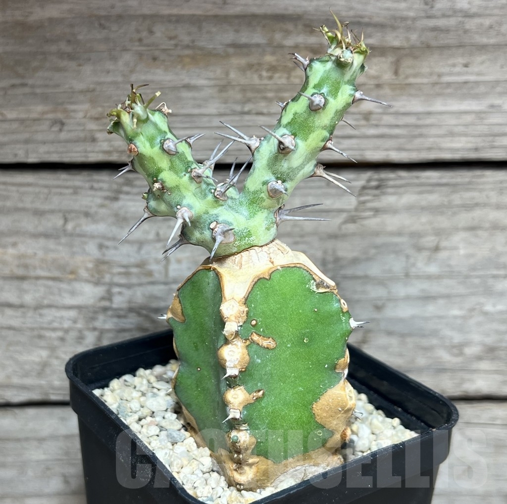 SHPR24620 Euphorbia horwoodii, grafted - immagine 2