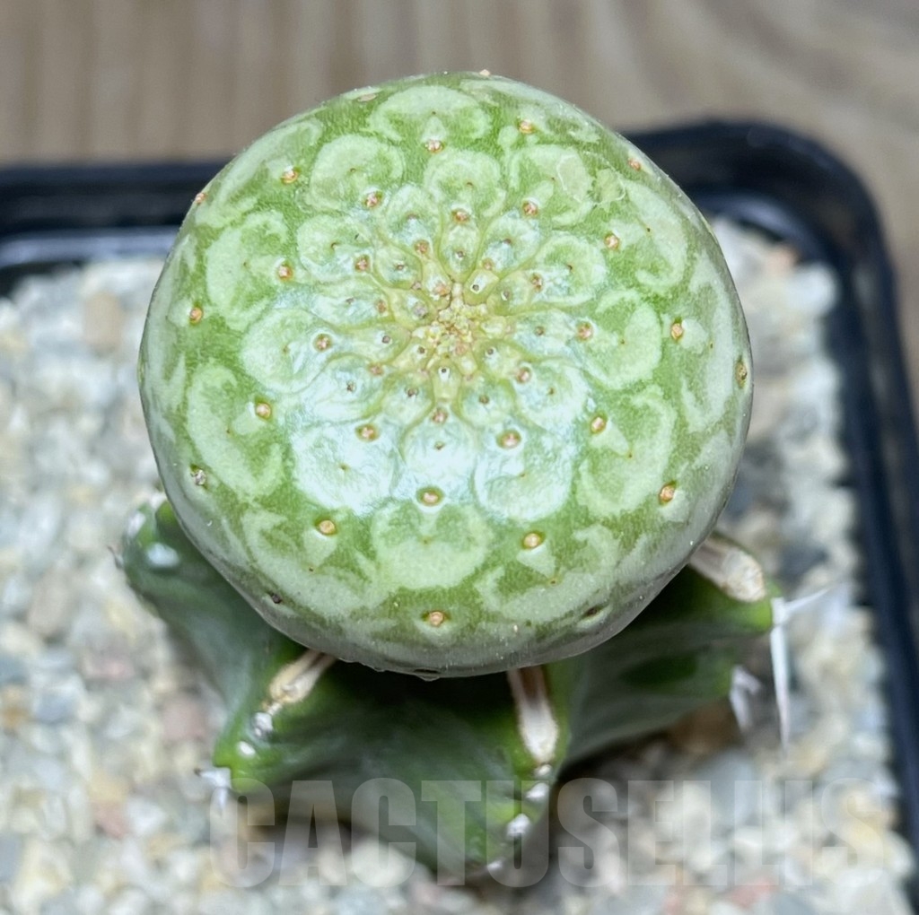 SHPR24621 Euphorbia turbiniformis, grafted