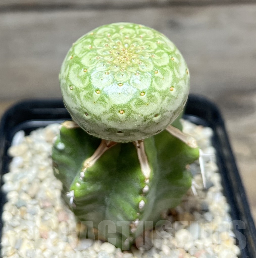 SHPR24621 Euphorbia turbiniformis, grafted - Зображення 2