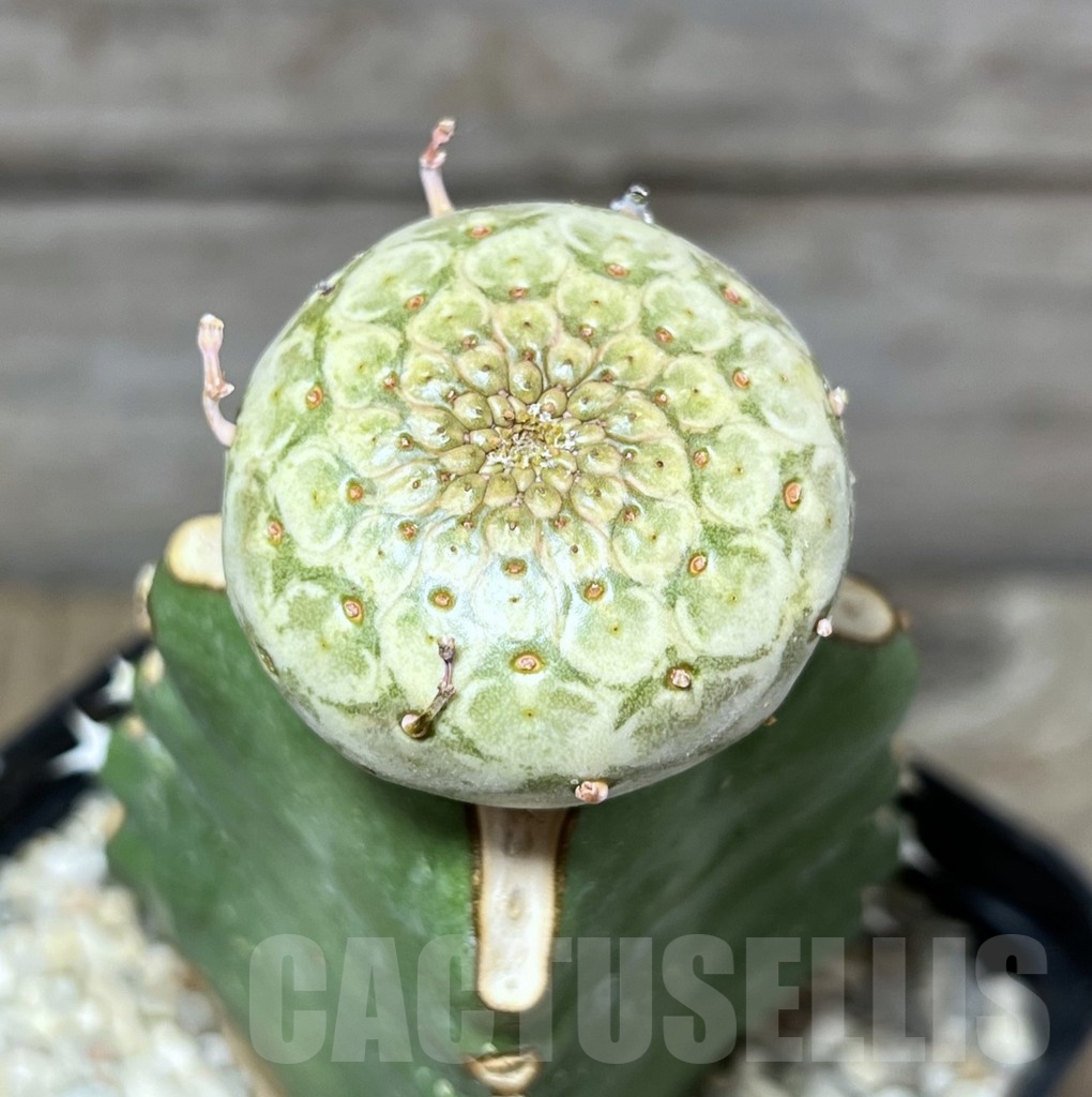 SHPR24622 Euphorbia turbiniformis, grafted