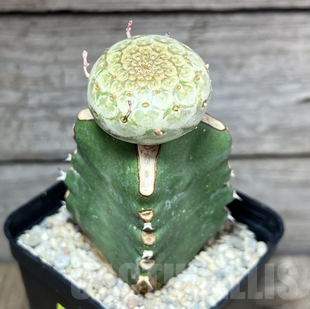 SHPR24622 Euphorbia turbiniformis, grafted - immagine 2