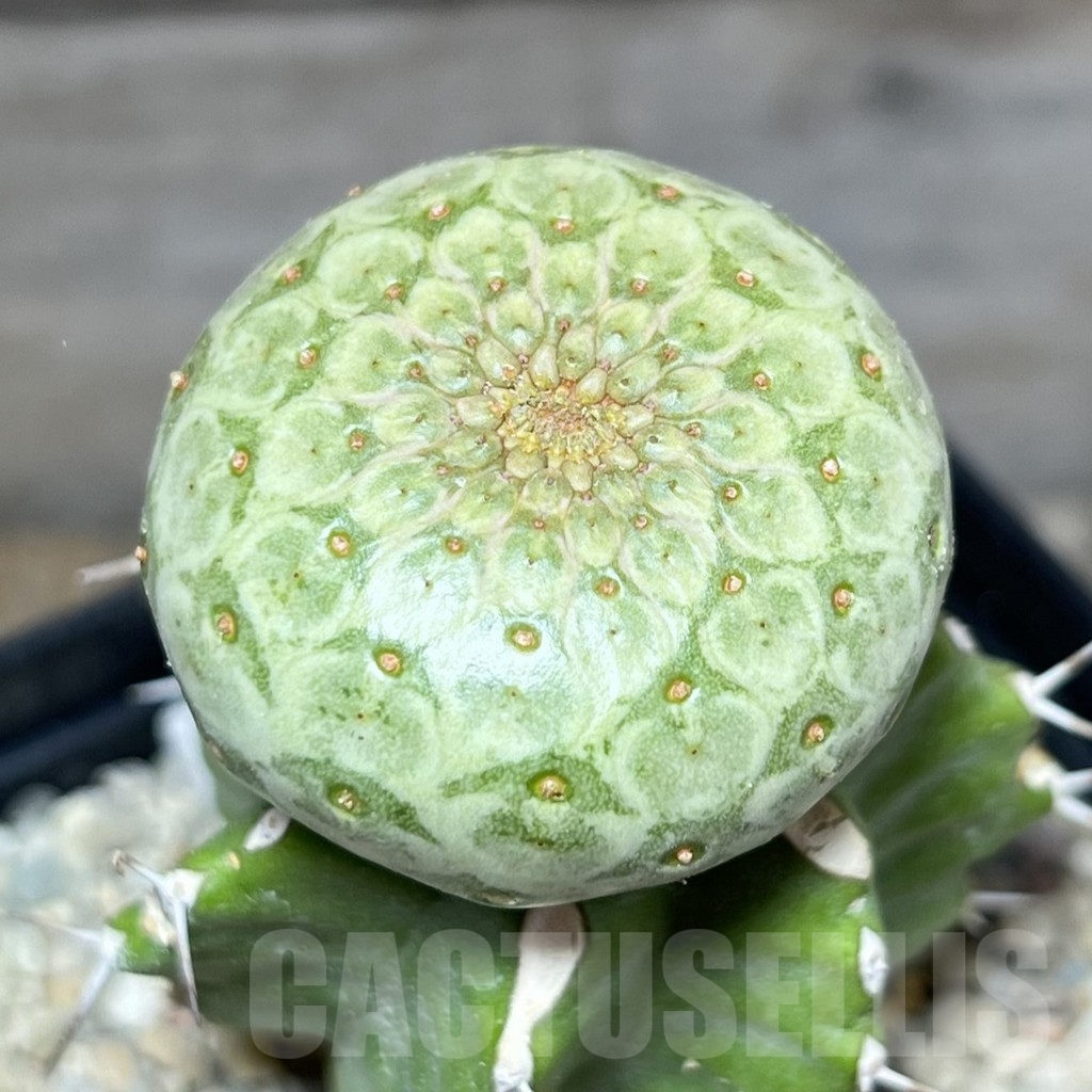 SHPR24623 Euphorbia turbiniformis, grafted