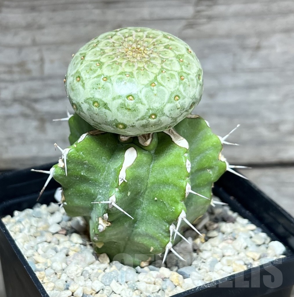 SHPR24623 Euphorbia turbiniformis, grafted - immagine 2