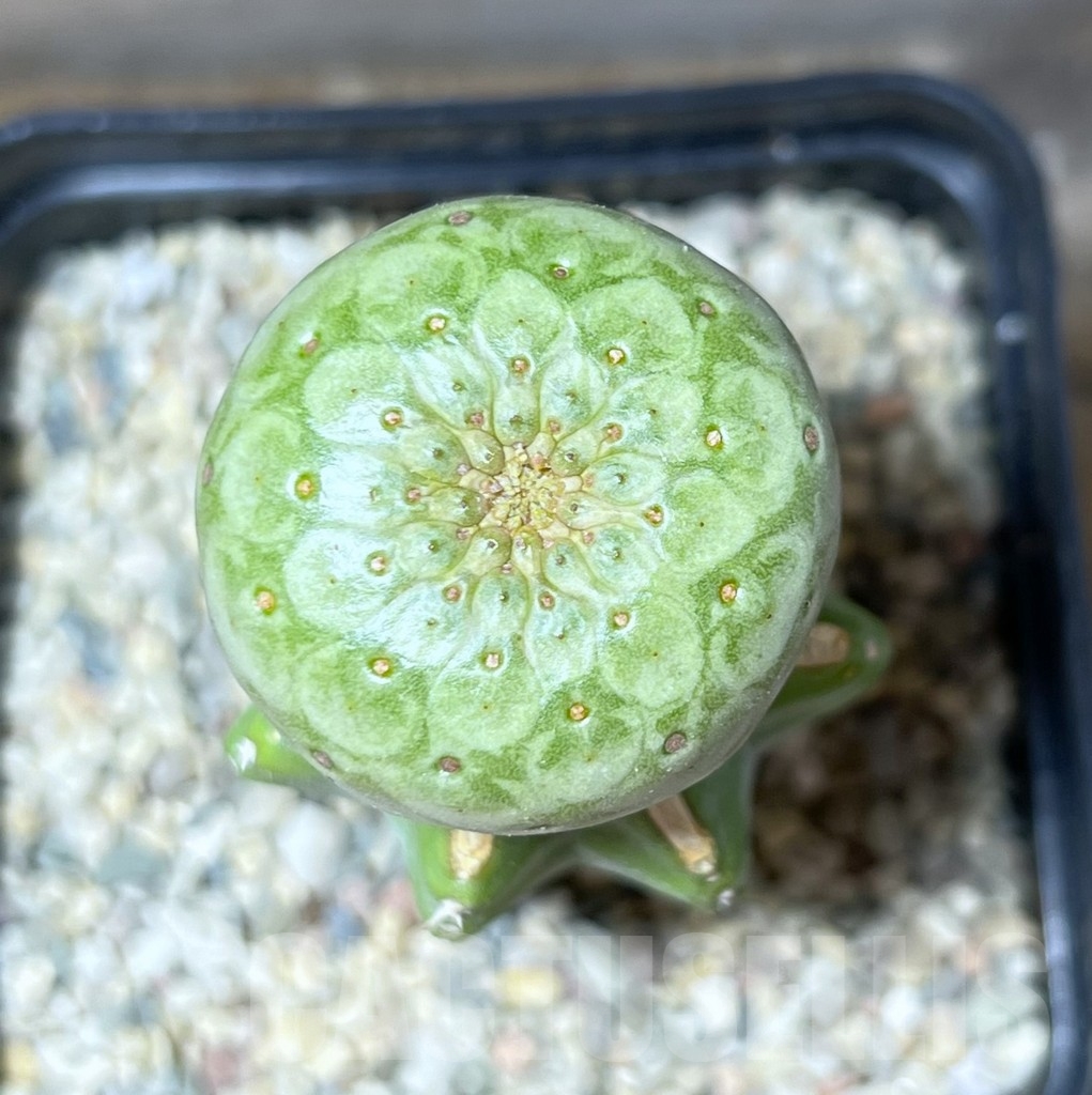 SHPR24624 Euphorbia turbiniformis, grafted