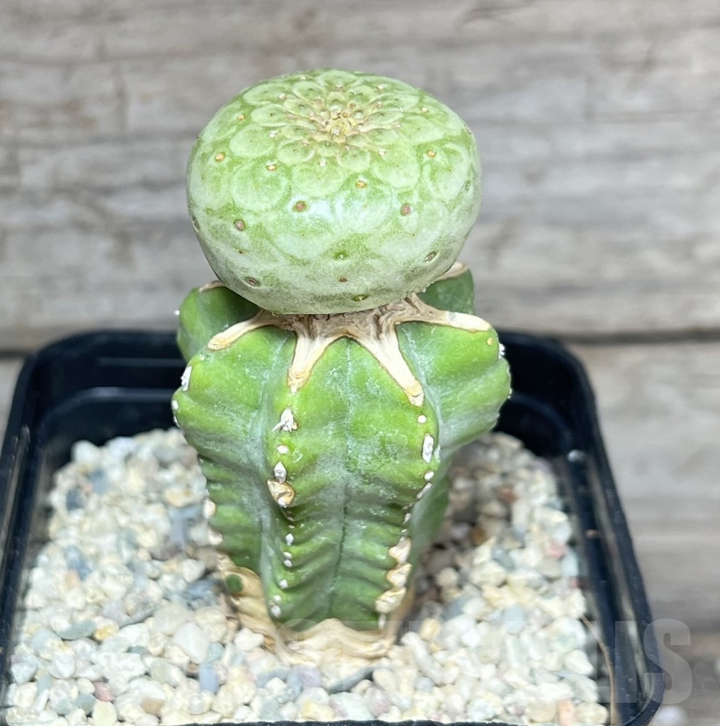SHPR24624 Euphorbia turbiniformis, grafted – Image 2