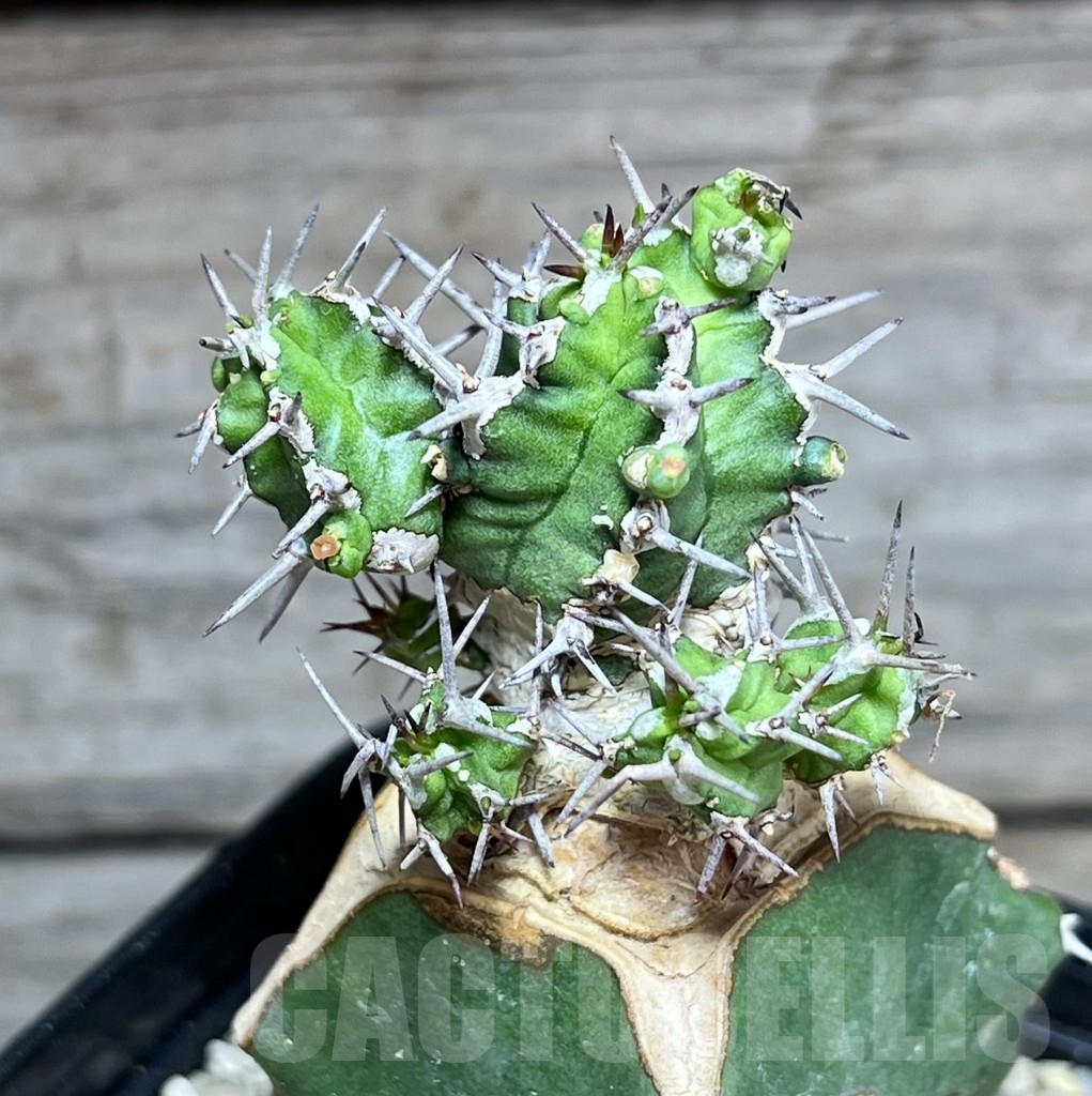 SHPR24625 Euphorbia mitriformis, grafted