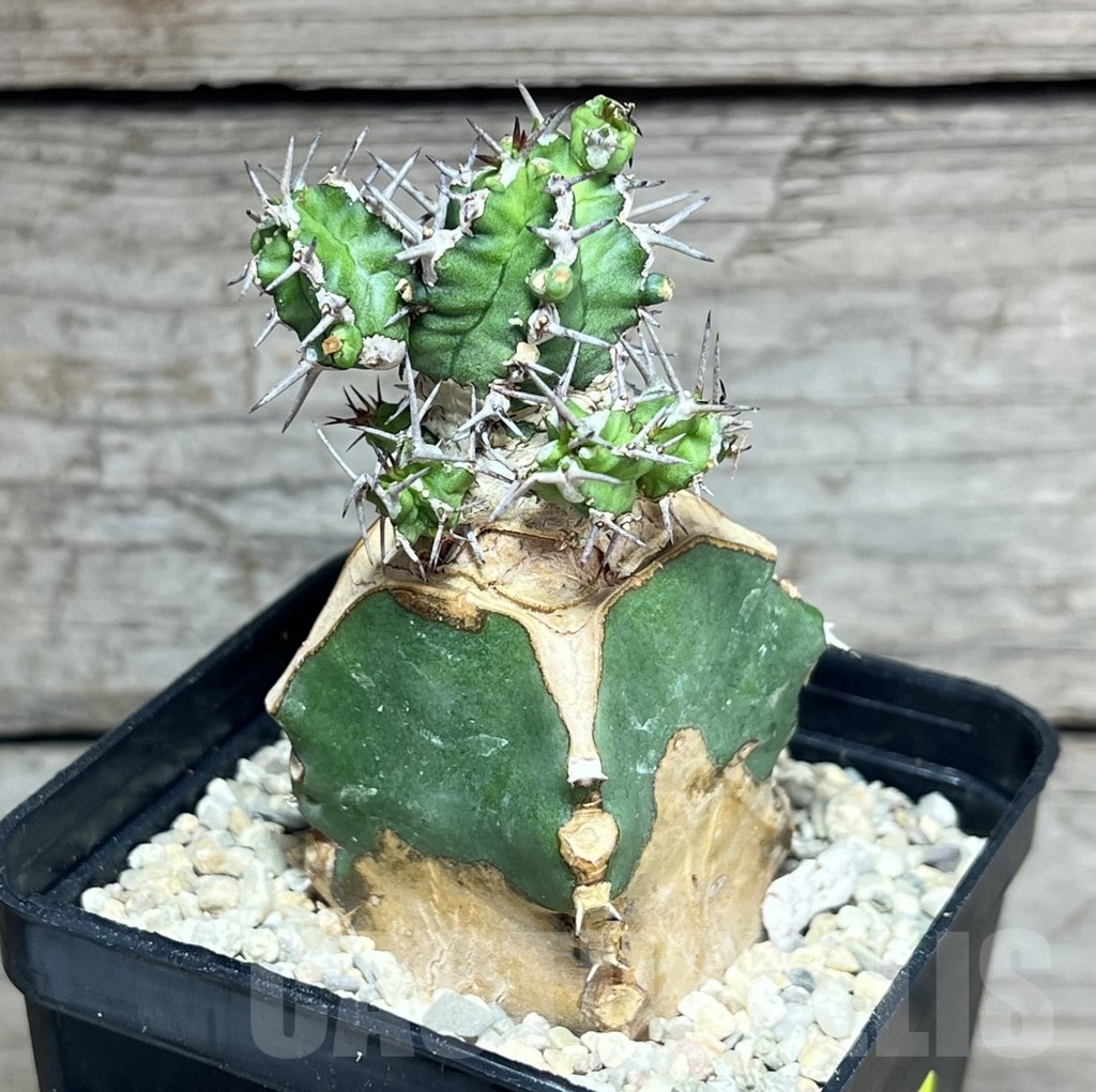 SHPR24625 Euphorbia mitriformis, grafted - Image 2