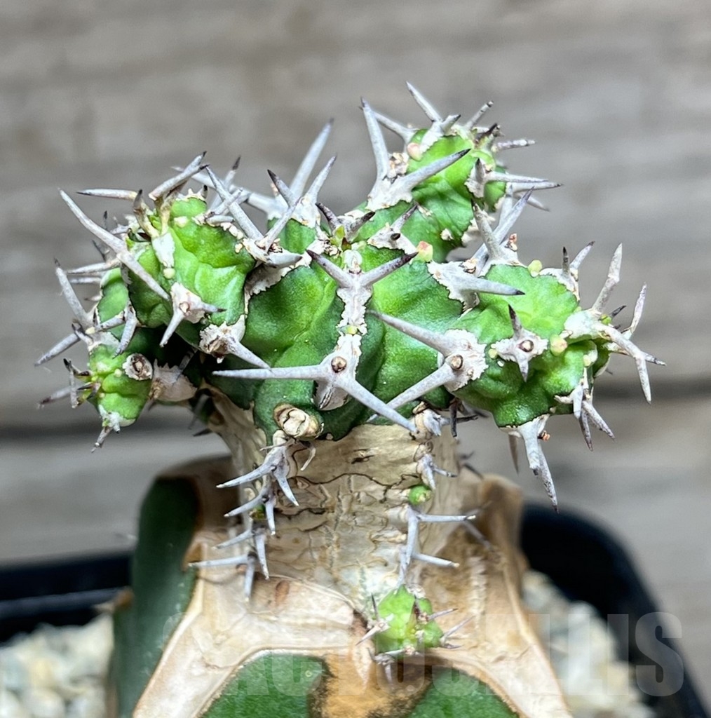 SHPR24626 Euphorbia mitriformis, grafted