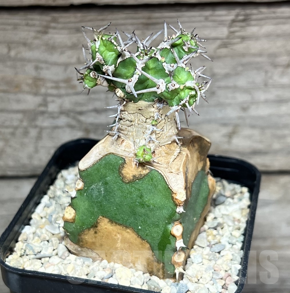 SHPR24626 Euphorbia mitriformis, grafted - Imagen 2
