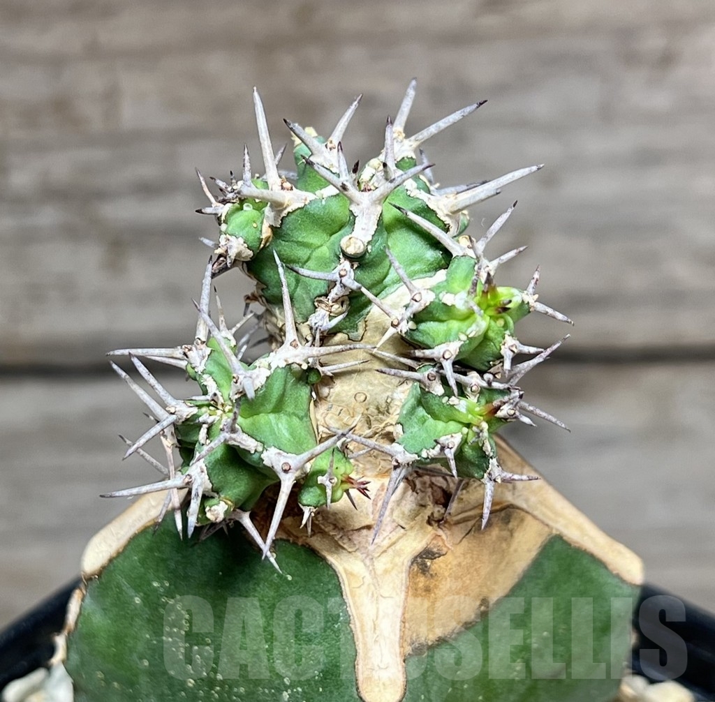 SHPR24627 Euphorbia mitriformis, grafted