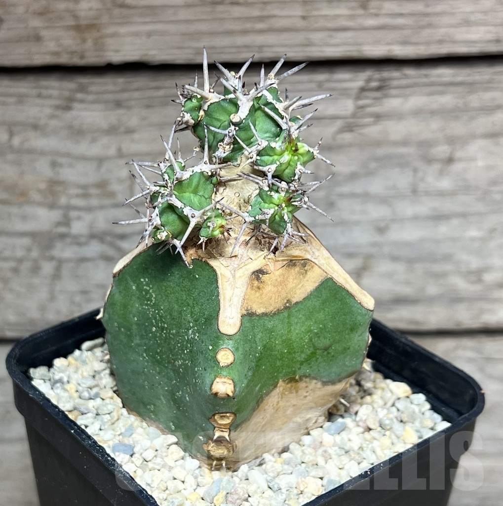 SHPR24627 Euphorbia mitriformis, grafted - Obrázek 2