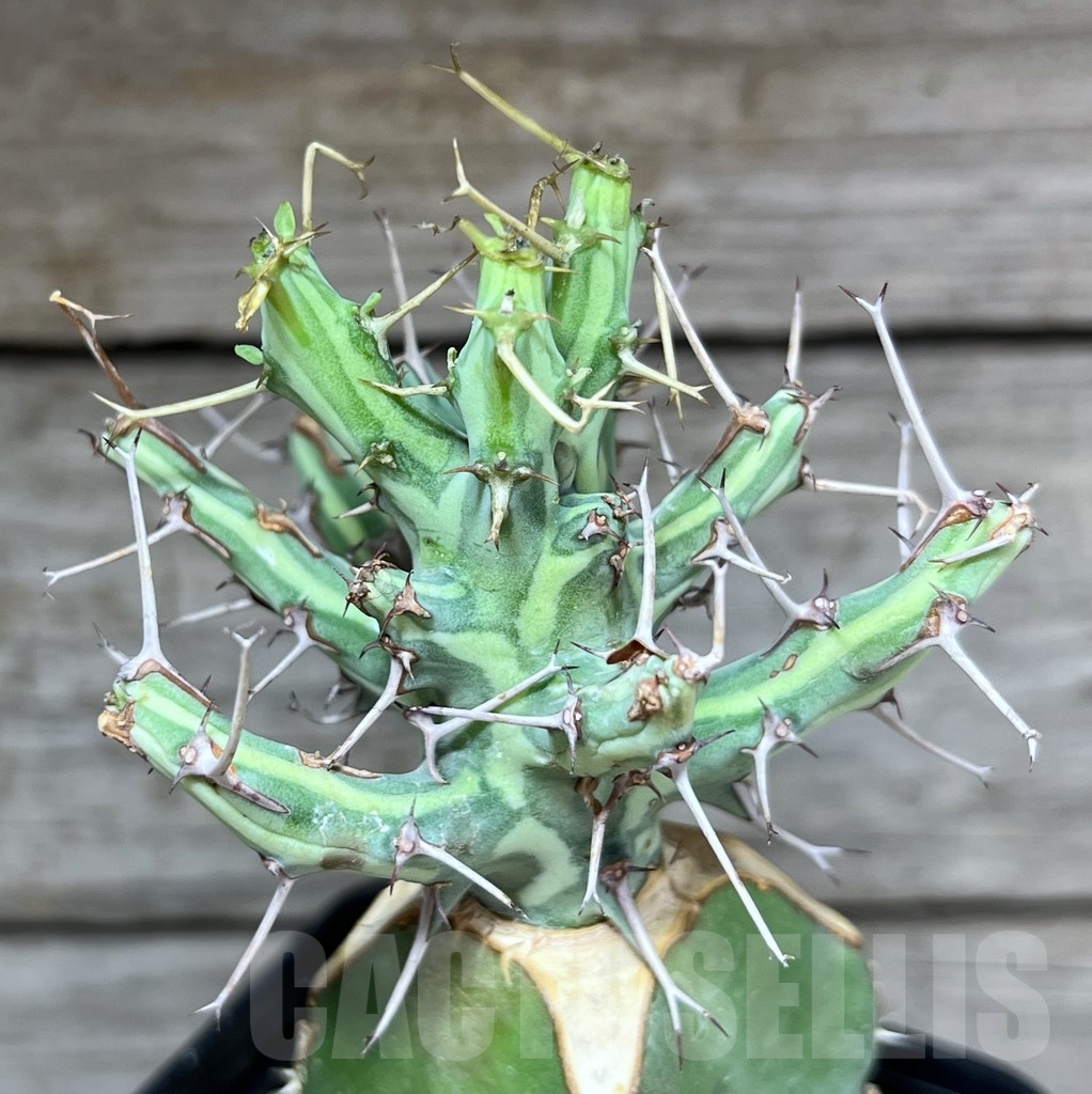 SHPR24631 Euphorbia schizacantha, grafted