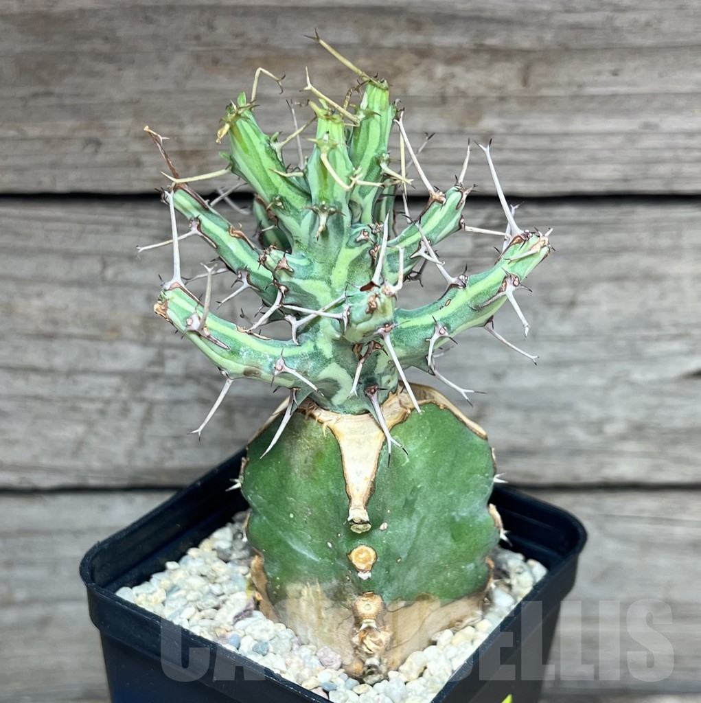 SHPR24631 Euphorbia schizacantha, grafted - Image 2