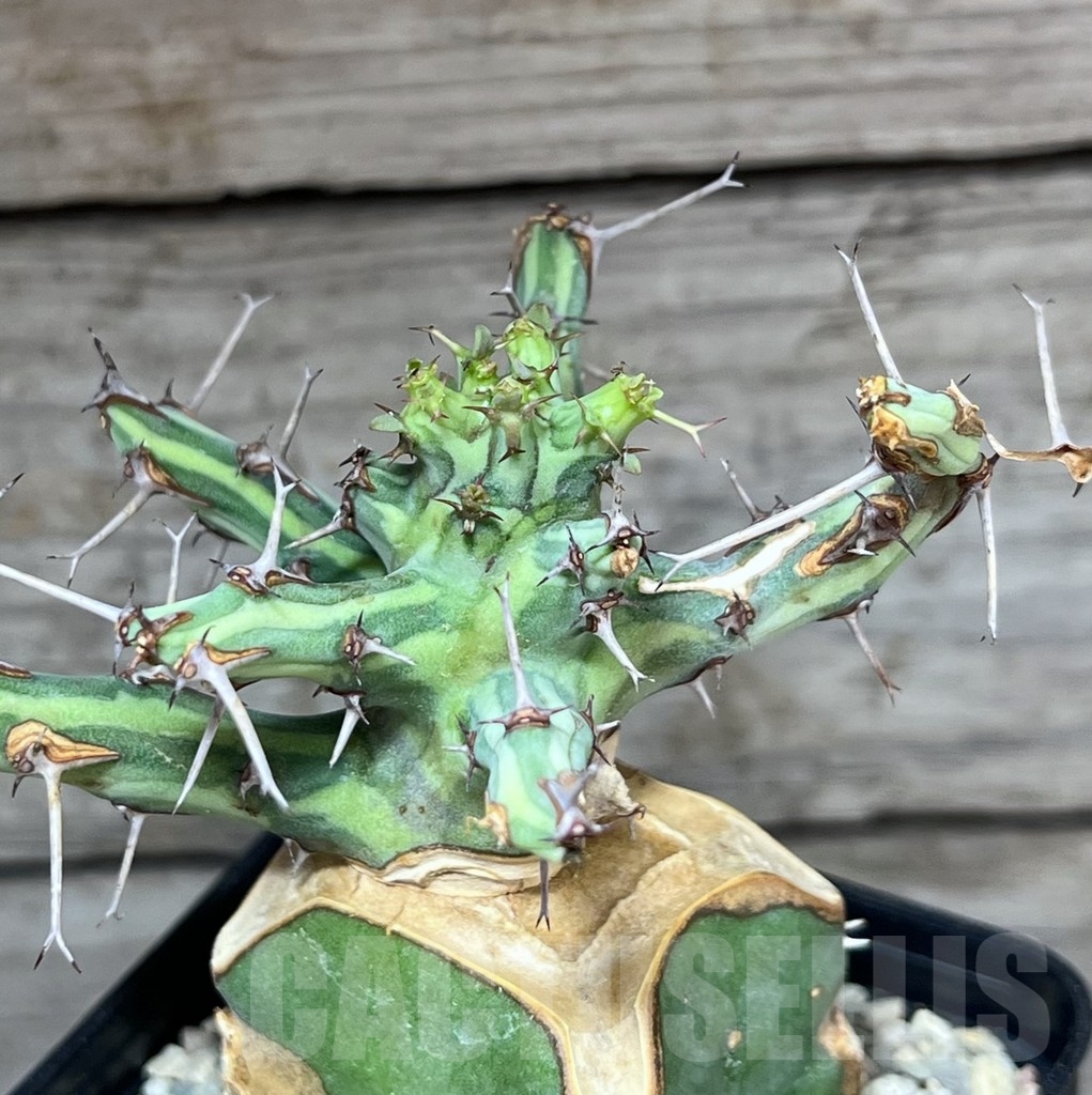 SHPR24632 Euphorbia schizacantha, grafted