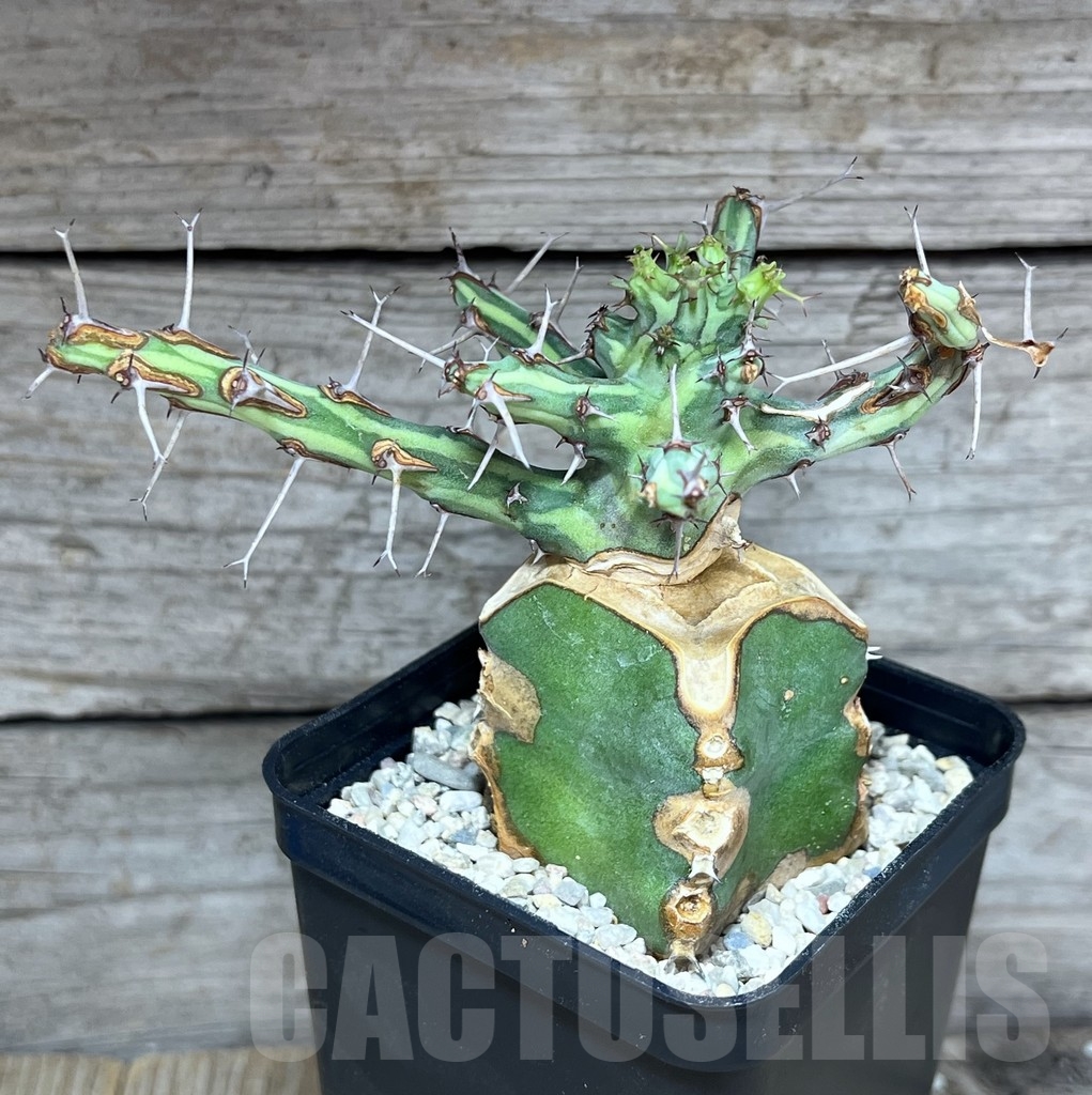 SHPR24632 Euphorbia schizacantha, grafted - 画像 (2)