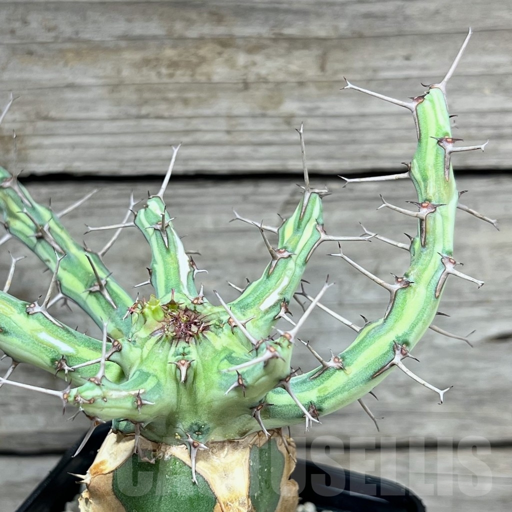 SHPR24633 Euphorbia schizacantha, grafted