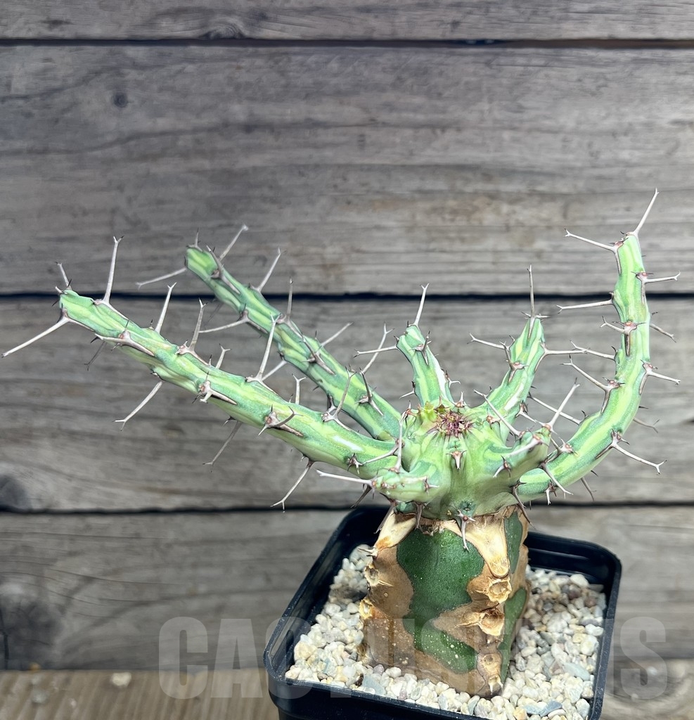 SHPR24633 Euphorbia schizacantha, grafted - 画像 (2)