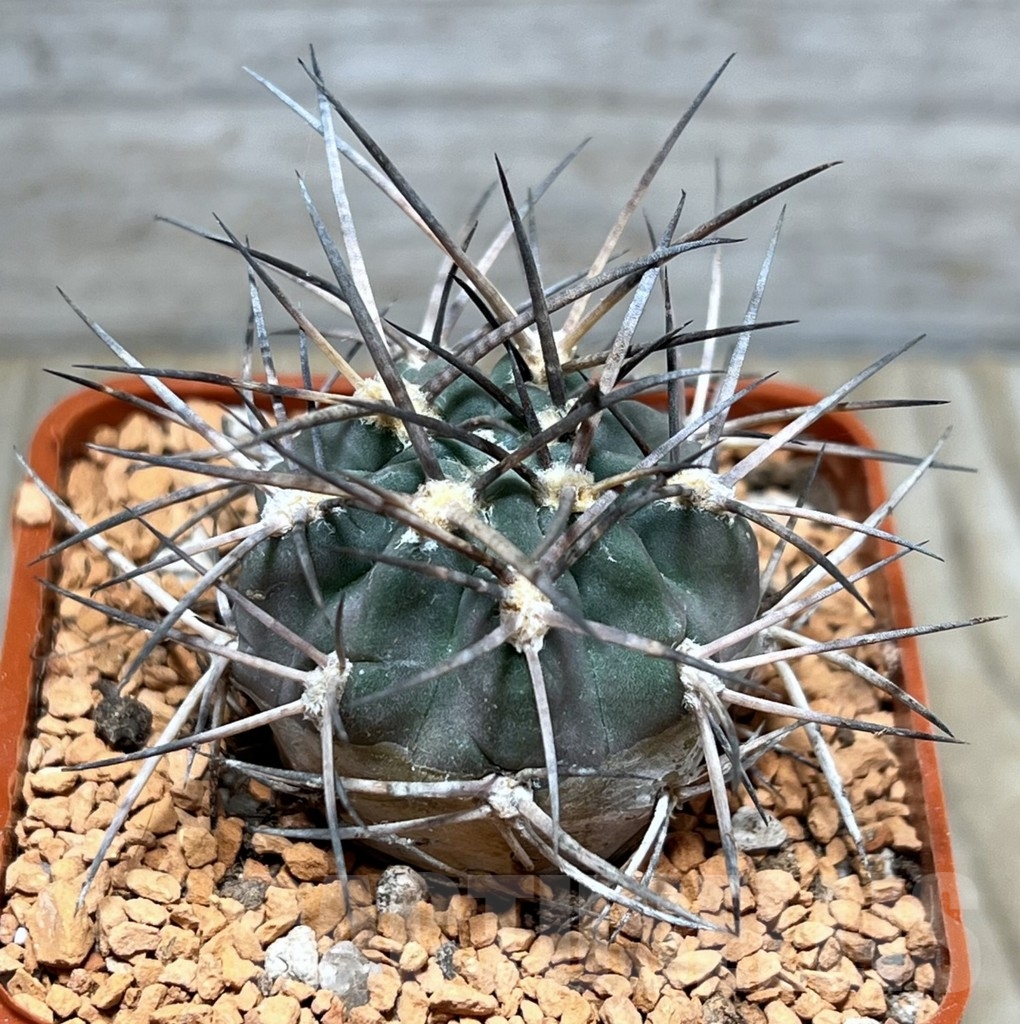 SHPR24634 Acanthocalycium erythranthum WR 763