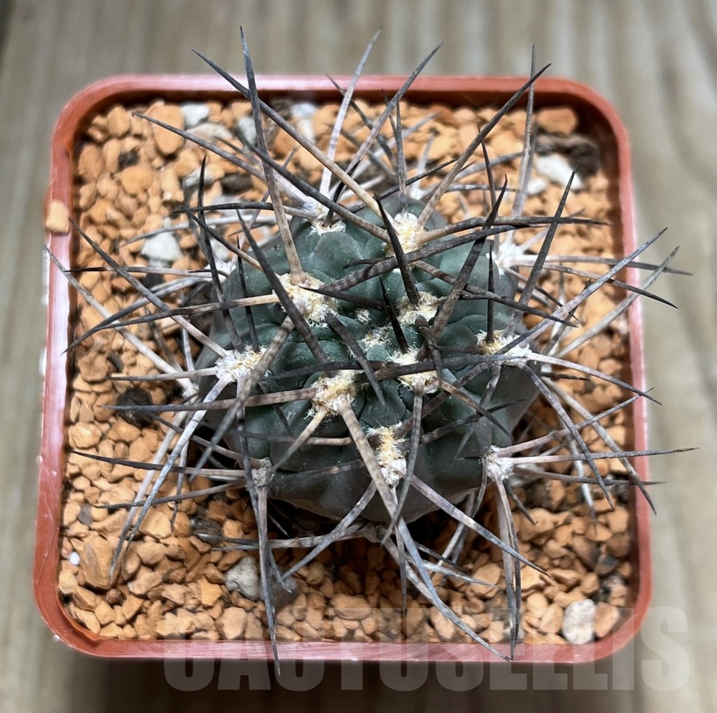 SHPR24634 Acanthocalycium erythranthum WR 763 – Image 2