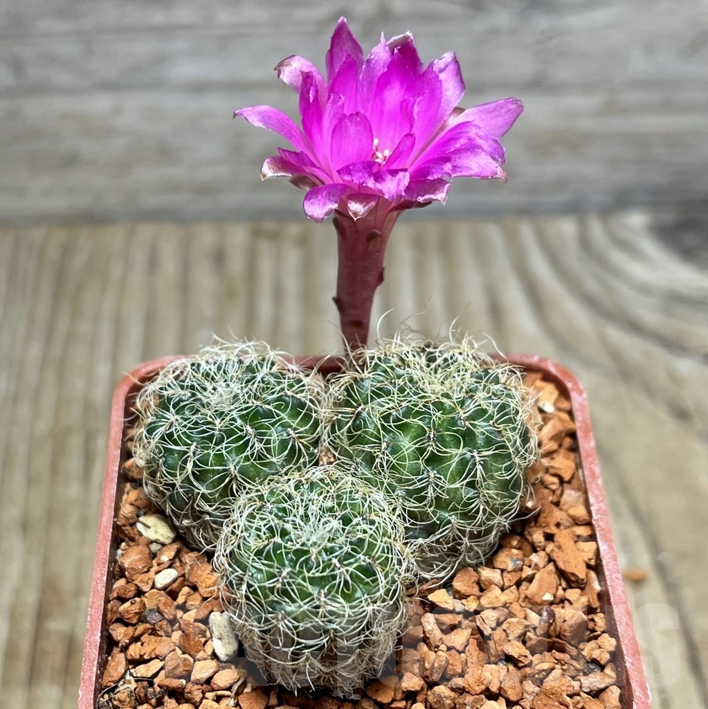 SHPR24635 Sulcorebutia hertusii PHA 702