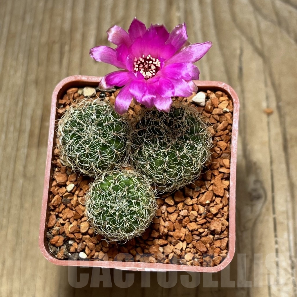 SHPR24635 Sulcorebutia hertusii PHA 702 - Image 2