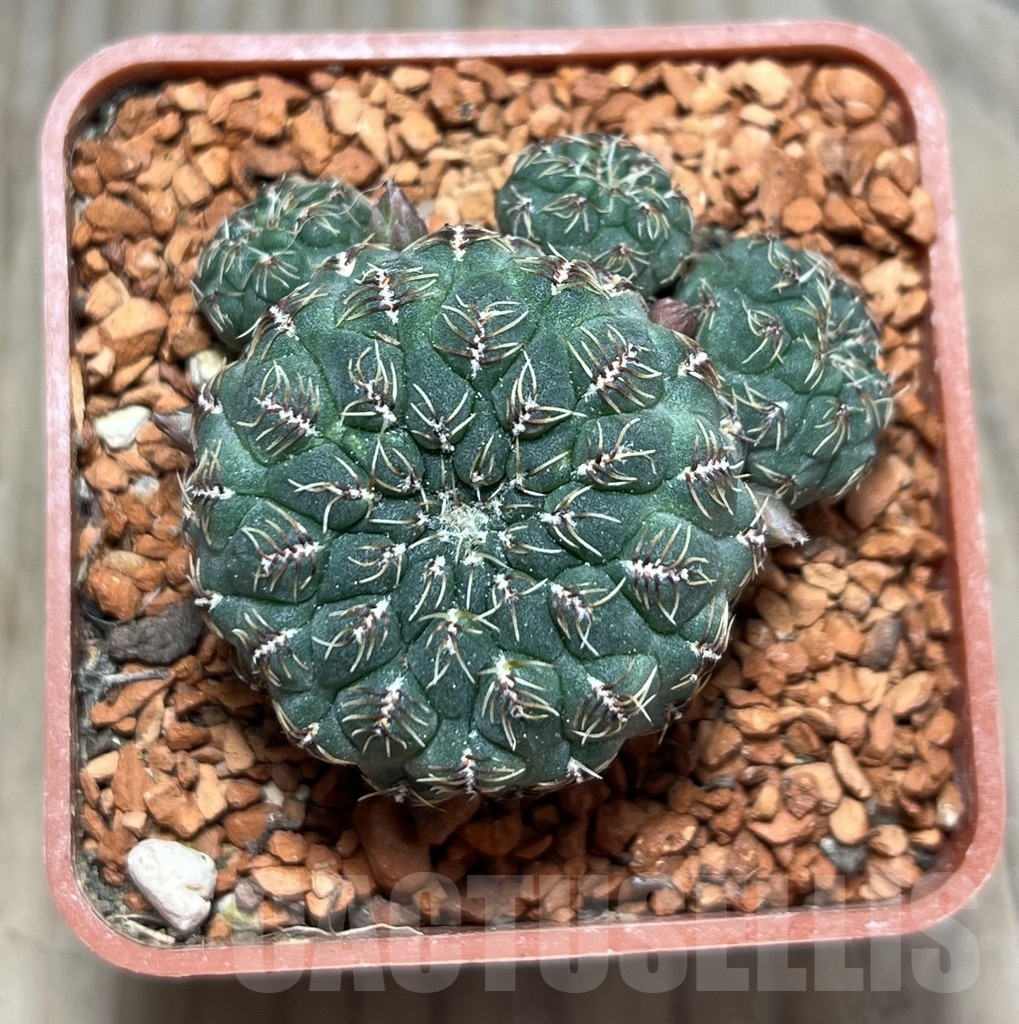 SHPR24637 Sulcorebutia pulchra VS 421 - immagine 2