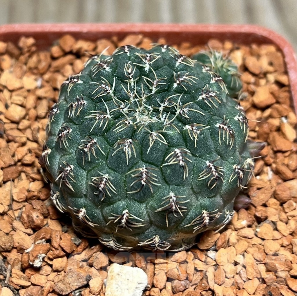 SHPR24638 Sulcorebutia pulchra VS 421