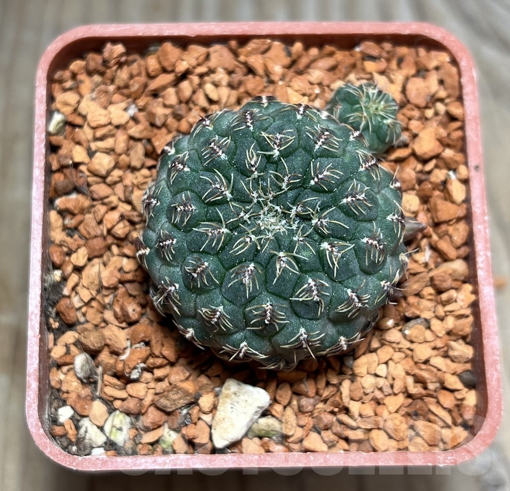 SHPR24638 Sulcorebutia pulchra VS 421 - Image 2