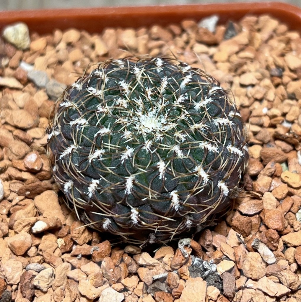 SHPR24639 Sulcorebutia pulchra LH 1803