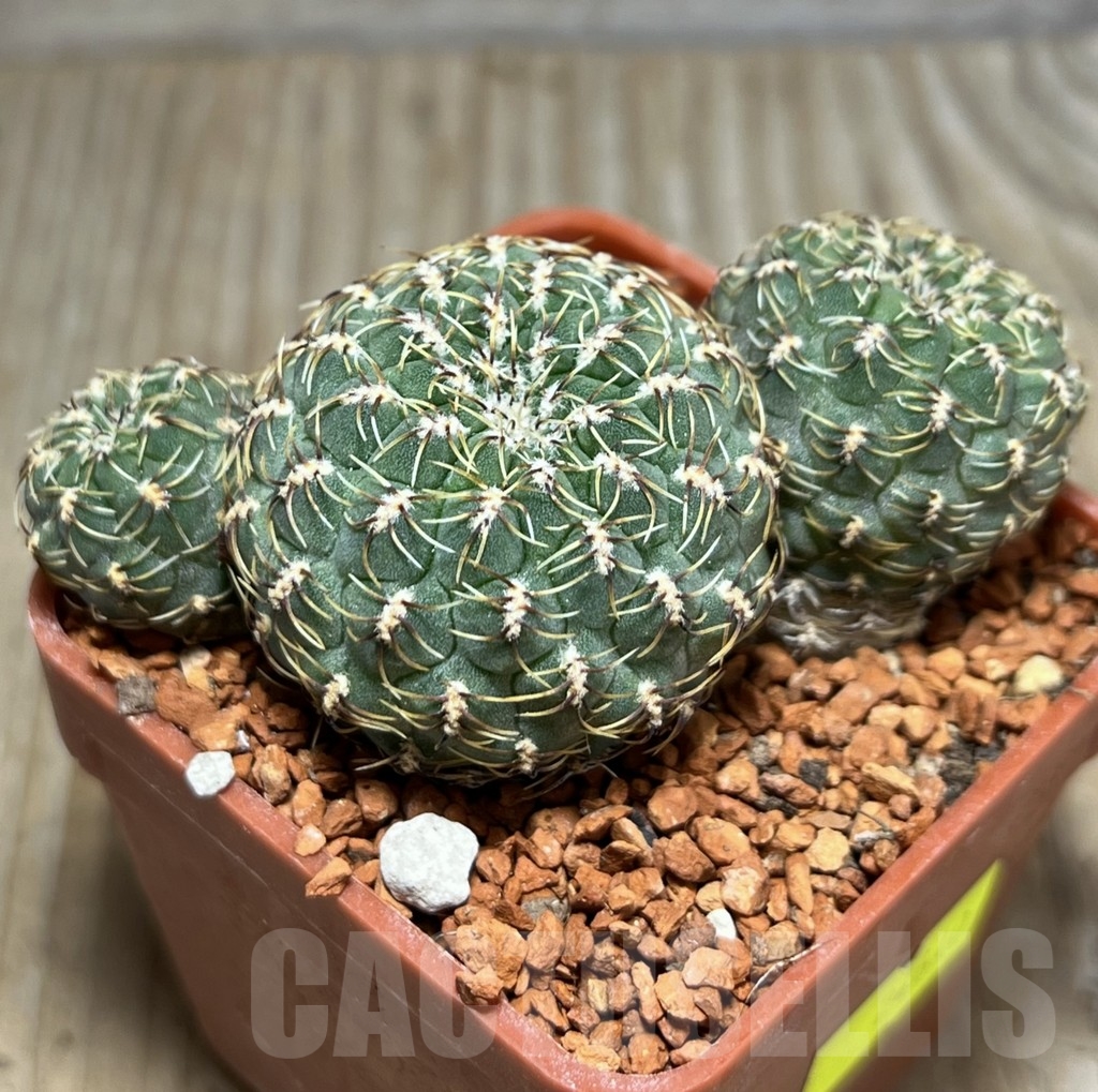 SHPR24640 Sulcorebutia pulchra LH 1803