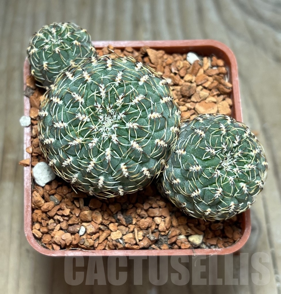 SHPR24640 Sulcorebutia pulchra LH 1803 - Image 2