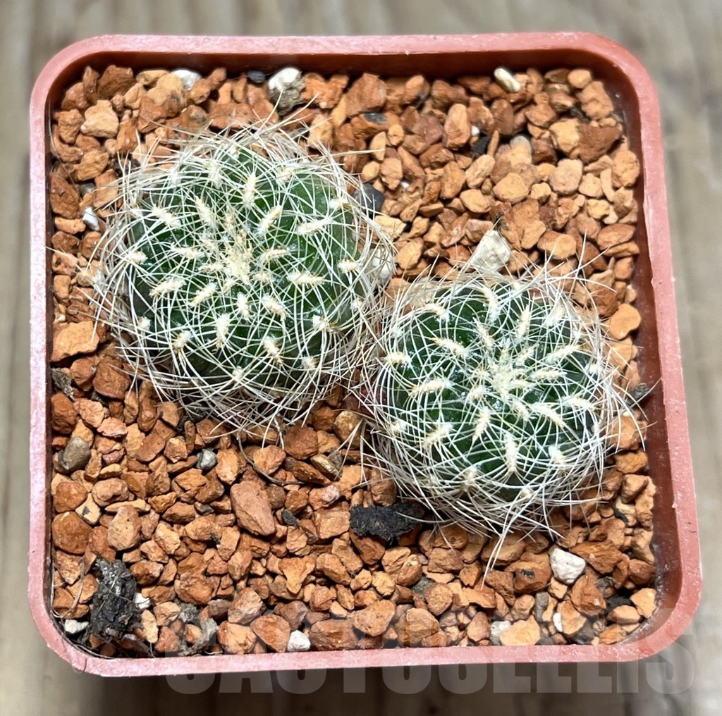 SHPR24642 Sulcorebutia crispata LH 1372 - Image 2