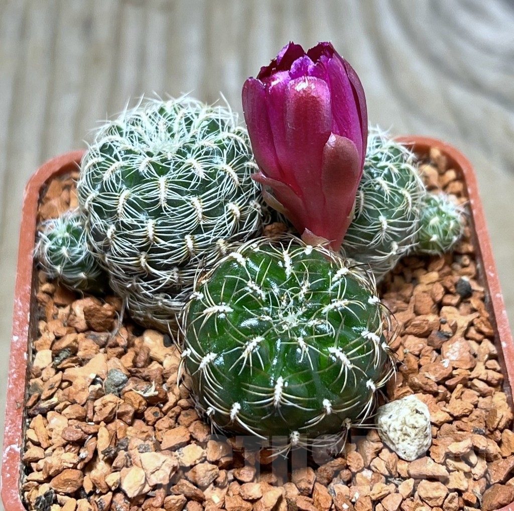 SHPR24643 Sulcorebutia crispata LH 1827