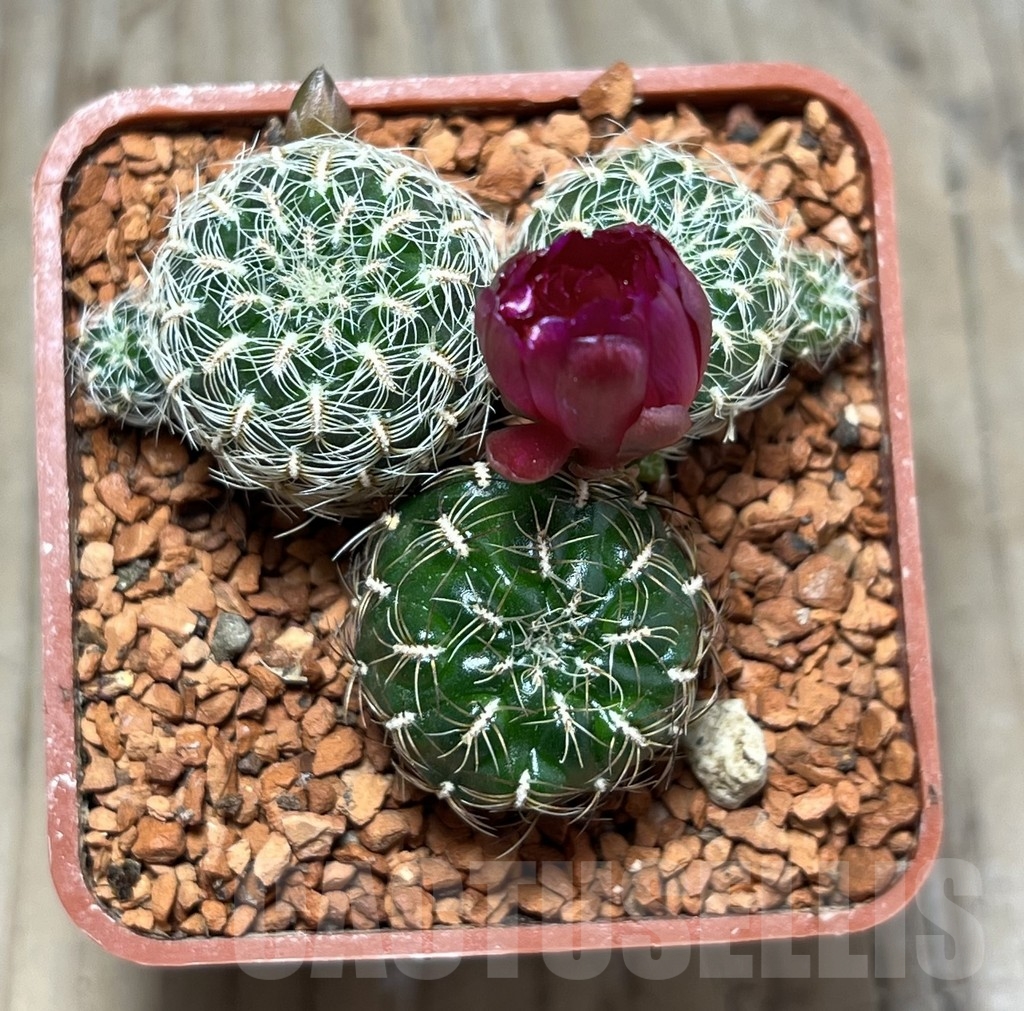 SHPR24643 Sulcorebutia crispata LH 1827 - Imagen 2