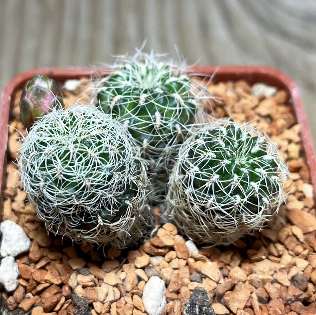 SHPR24644 Sulcorebutia hertusii PHA 176