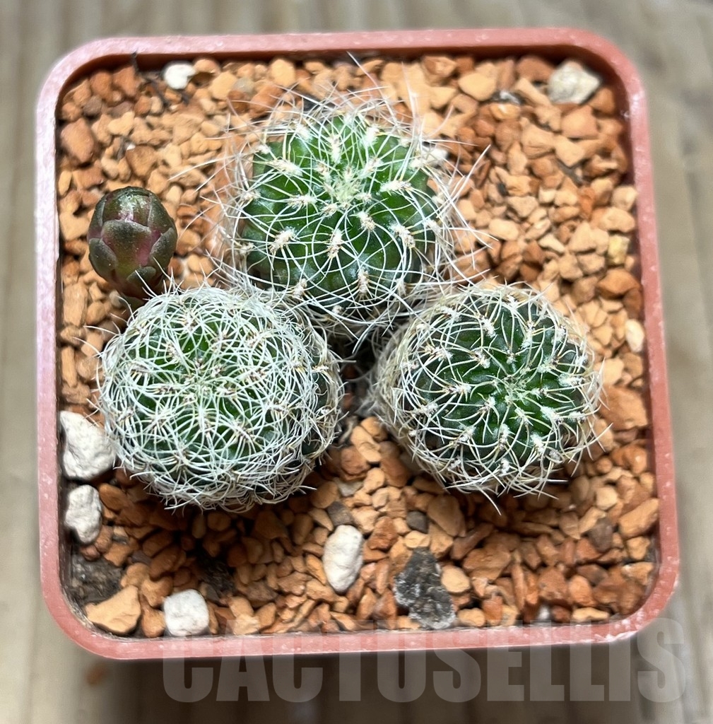 SHPR24644 Sulcorebutia hertusii PHA 176 - Image 2