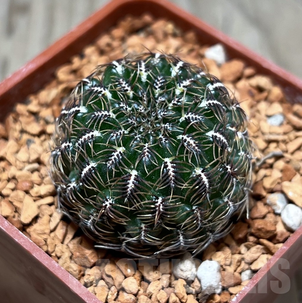 SHPR24645 Sulcorebutia hillmannii LH 2138