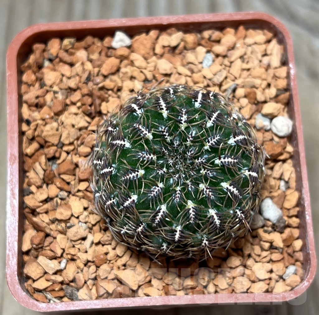 SHPR24645 Sulcorebutia hillmannii LH 2138 - Image 2