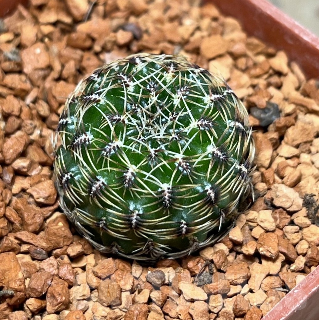 SHPR24646 Sulcorebutia hillmannii LH 2138