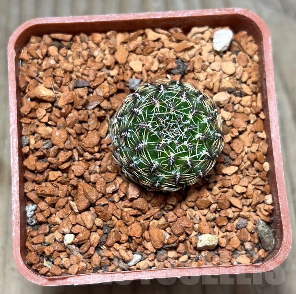 SHPR24646 Sulcorebutia hillmannii LH 2138 - Image 2