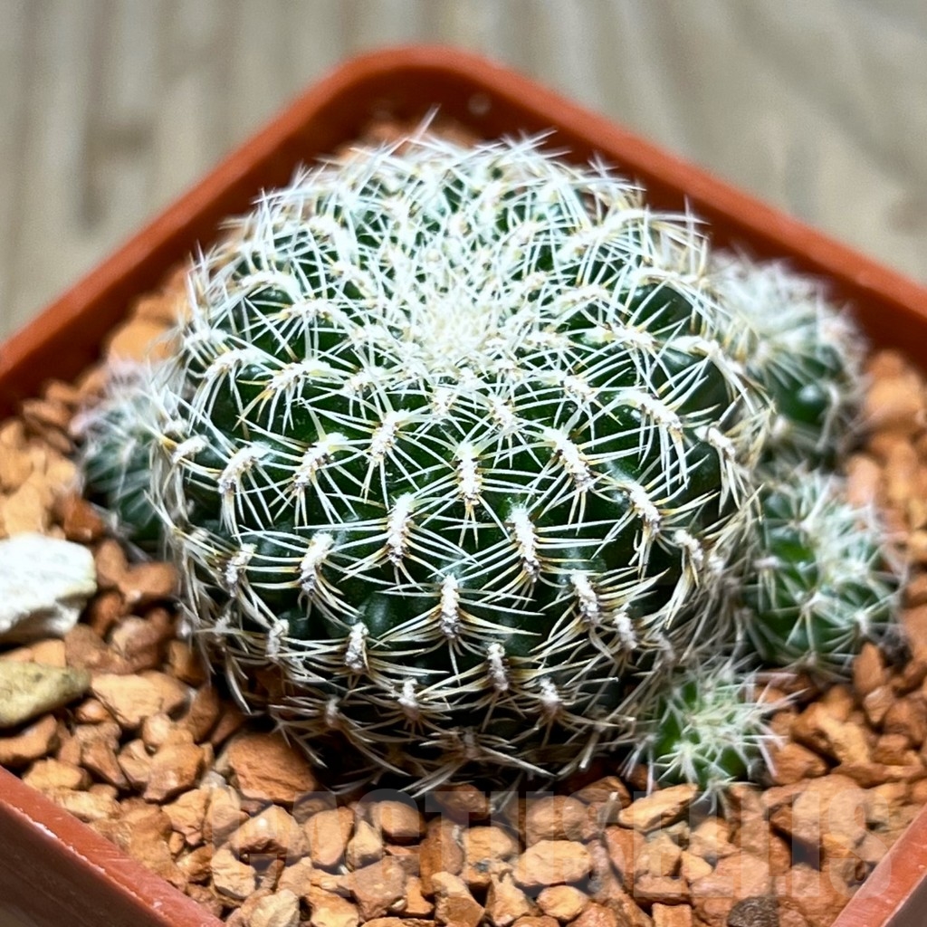 SHPR24647 Sulcorebutia sedae LH1579