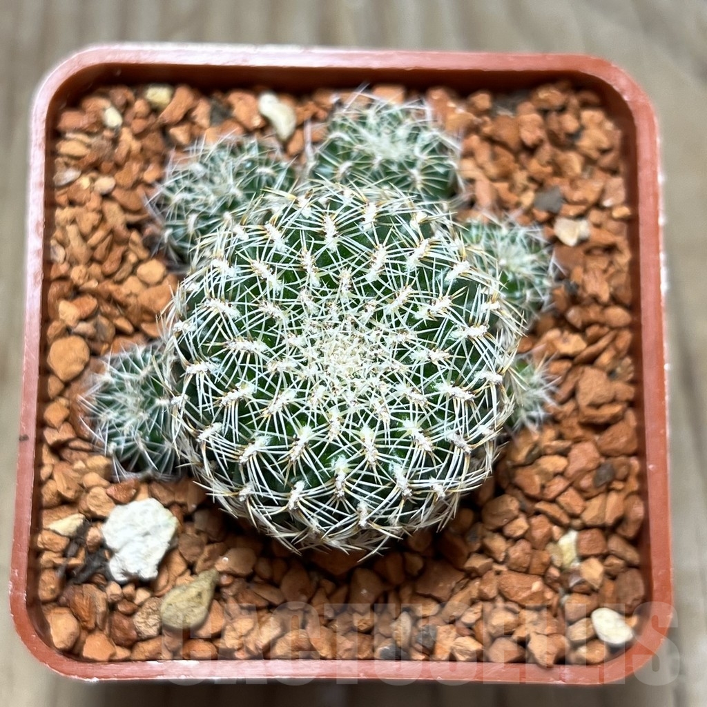 SHPR24647 Sulcorebutia sedae LH1579 - immagine 2