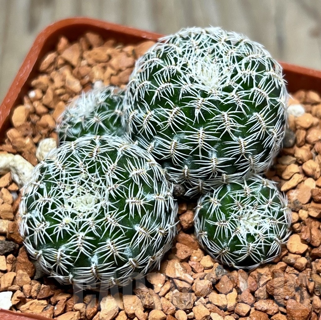 SHPR24650 Sulcorebutia sedae PHA 1290