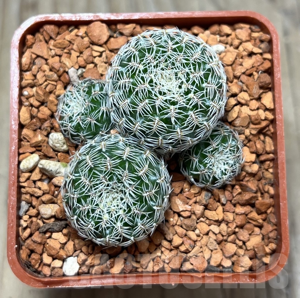 SHPR24650 Sulcorebutia sedae PHA 1290 - immagine 2