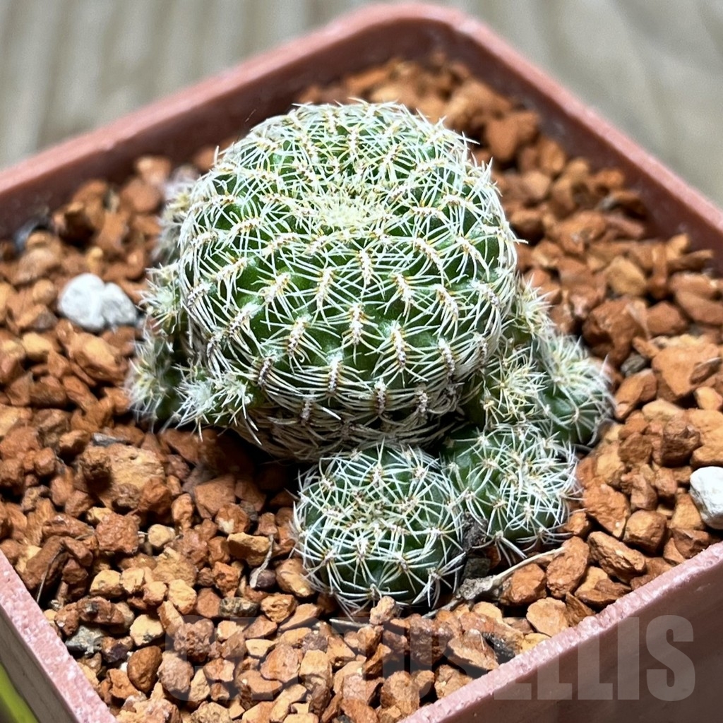 SHPR24651 Sulcorebutia sedae PHA 1290