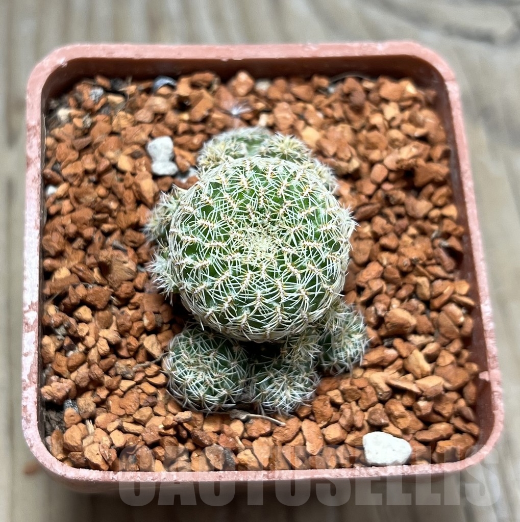 SHPR24651 Sulcorebutia sedae PHA 1290 - Image 2