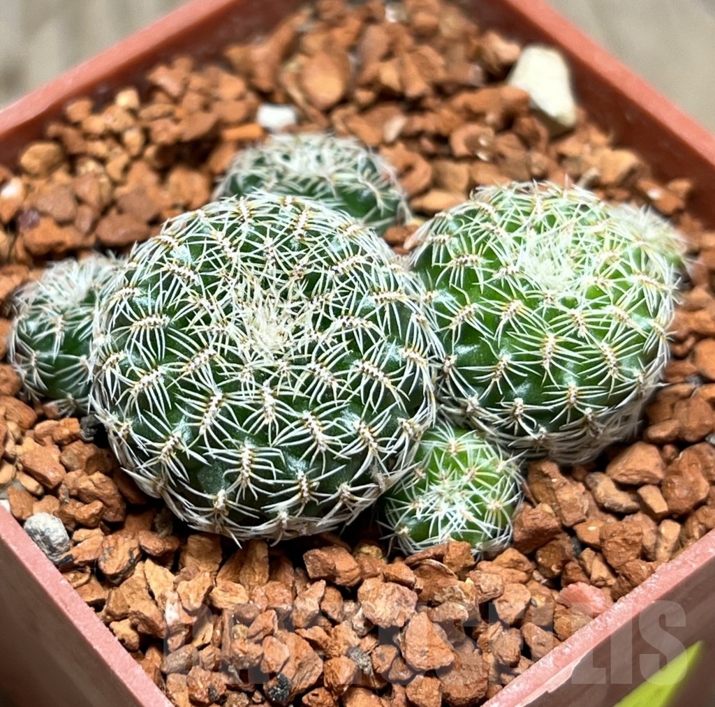 SHPR24652 Sulcorebutia sedae PHA 1290