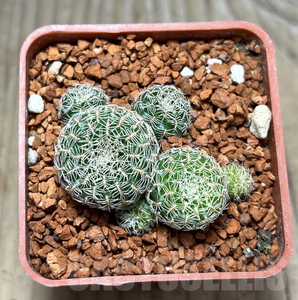 SHPR24652 Sulcorebutia sedae PHA 1290 - Imagen 2